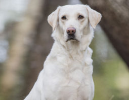 Female Dog Emma