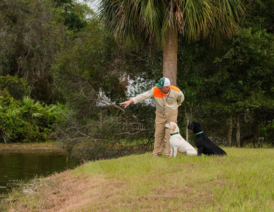 Training Dogs
