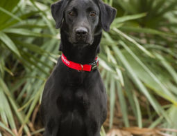 Started Dog For Sale - Oscar Labrador Retriever