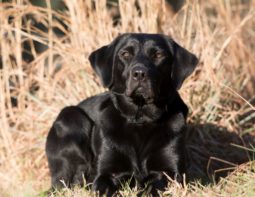 Tess laying in grass gun dog