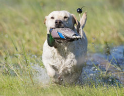 Lottie In Action
