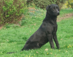 Female Dog Moet