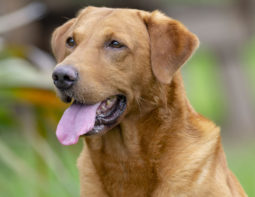 Murphy Male Dog
