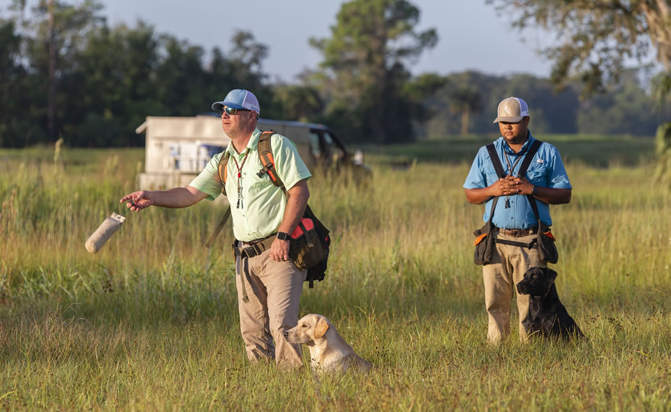 Dog trainers with golden and black British Labrador Retrievers.
