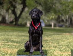 Autumn seasoned and finished British Gundog