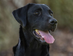 Gun Dog Holly Older
