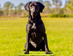 Gun Dog Rosie 2019
