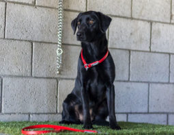 Nyla seasoned and finished British Gundog
