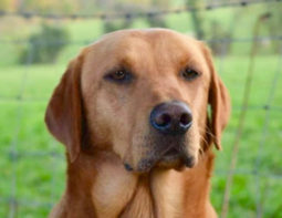 British labrador retriever pure bred gundog